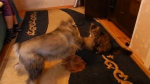 кошка дерет собаку