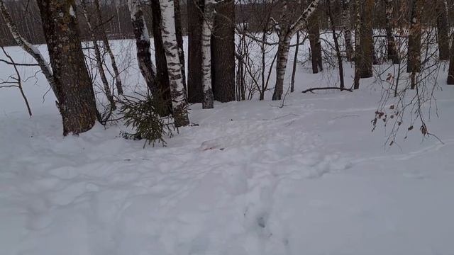 Привада на лису и мелких хищных от городского охотника. Сезон охоты2022. Снегоход тайга патруль 800 смотреть онлайн