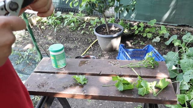 riprodurre il geraneo per talea смотреть онлайн