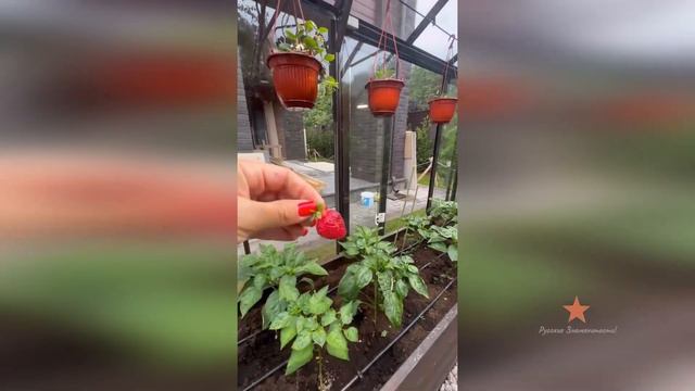 Ольга Орлова показала как обстоят дела в теплице!