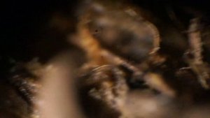 Лишайники. Торфяной мох-сфагнум  под микроскопом.