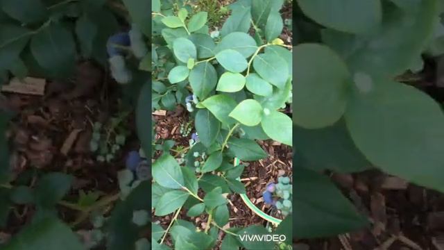 Boruvka Blueberry Earliblue Vaccinium Corymbosum