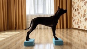 что умеет делать щенок питбуля в 4 месяца 🐣  #питбульведьма #питбуль