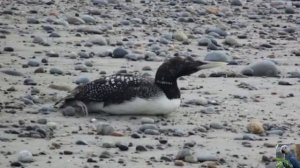 Голоса птиц: белоклювая, или белоносая гагара