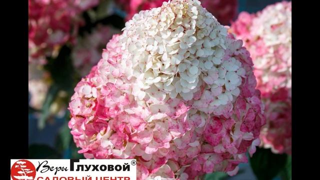 Гортензия Самарская Лидия – отличный подарок ! смотреть онлайн