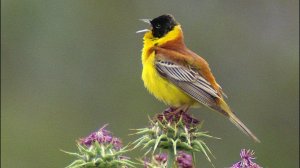 Овсянка черноголовая (Emberiza melanocephala)