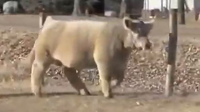 Плюшевые коровы смотреть онлайн