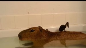 Capybara pull up short