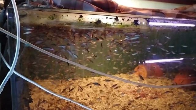 Синий ситец с Азии мечет икру . Савба облепляет круги икрой . Готовлю к нересту чёрных ножей ЧАСТЬ смотреть онлайн