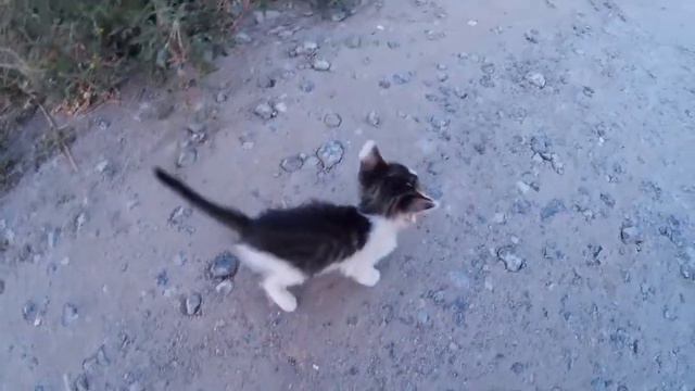Маленький   котик. Очень жалко