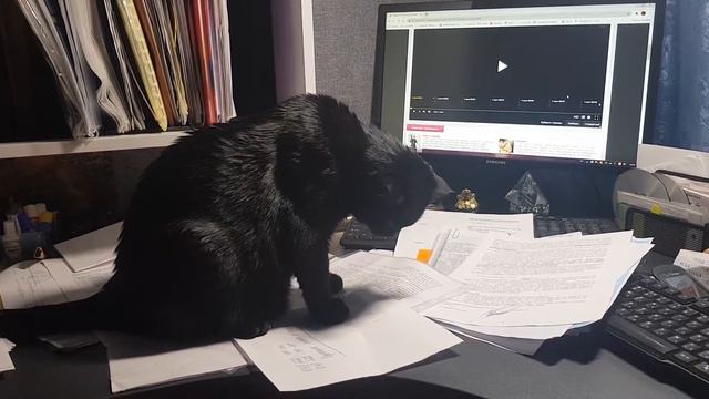 помощник адвоката