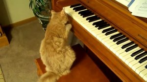 Кот играет на фортепиано. Cat Playing the Piano.