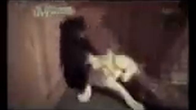 Медведь боится леопарда смотреть онлайн