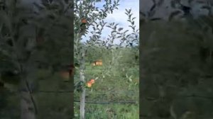 Сбор яблок сорта Гала Маст в молодом фермерском саду станица Смоленская  Краснодарского края