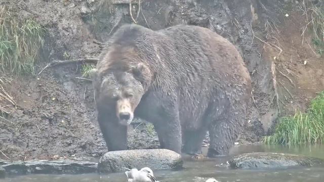 The 10 Fattest Animals Ever Seen - The Most Obese Animals смотреть онлайн