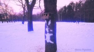 "В режиме полёта" Зима в Парке Сосновка. RELAX VIDEO