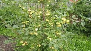 яблоня Уральское наливное