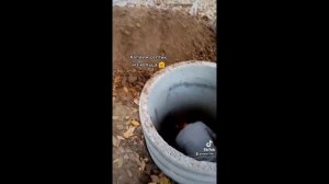 А вот как копают яму для септика, из самого бетонного кольца.