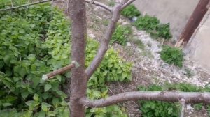 Прививка деревьев дрелью прививка весной