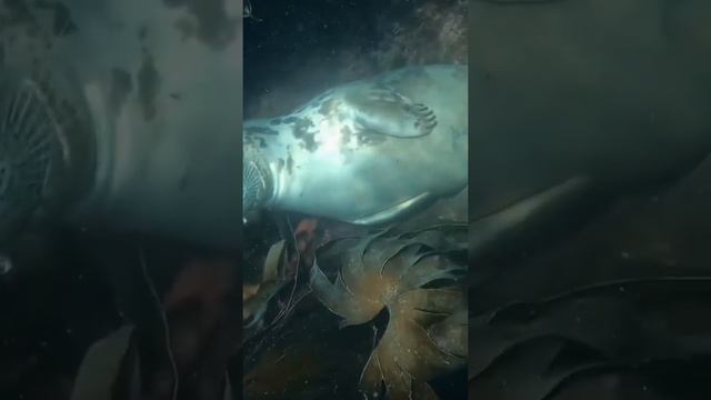 Тюлень спит под водой смотреть онлайн