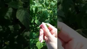 Заготовка листьев малины!!!