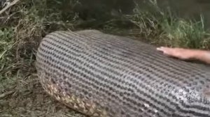 САМЫЕ БОЛЬШИЕ ЗМЕИ, КОТОРЫХ УДАЛОСЬ СНЯТЬ НА ВИДЕО!