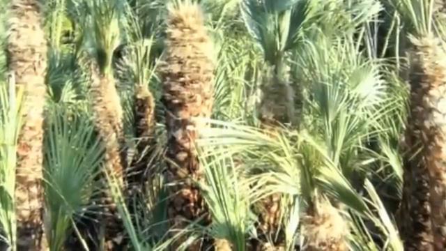 Chamaerops humilis. Chamaerops humilis prezzi, vendita e cura.