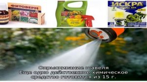 Чем обработать щавель от зеленых жучков