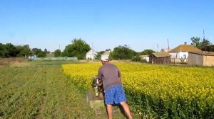 Горчица для удобрения огорода!