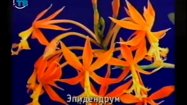 Цветы. Урок 2.6. Семейство пальмовые. Часть 1