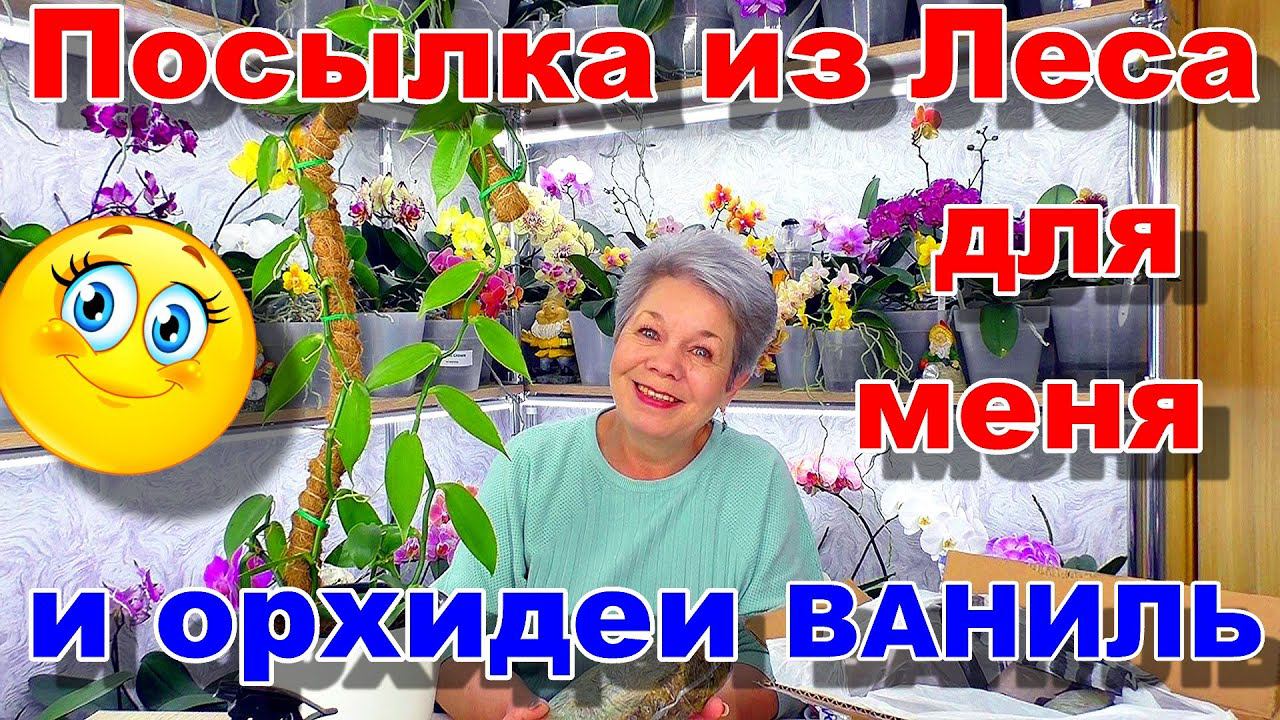 Корни орхидеи будут расти! Мох для орхидеи Ваниль.  РАСПАКОВКА ПОСЫЛКИ от Добрых друзей! смотреть онлайн