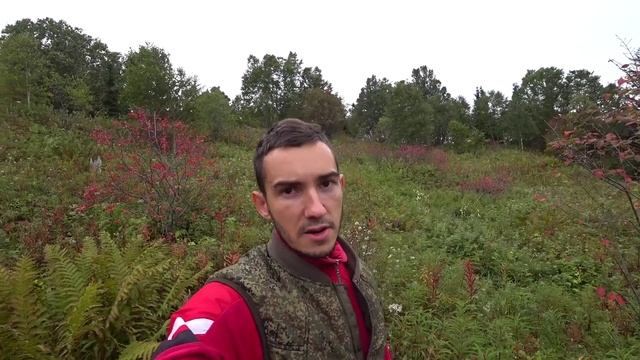 Клоповка или Красника Сахалинская \\ Сбор ягоды \\ Заработок на ягодах в деревне