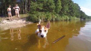 Щенок джек рассел терьер учится плавать. Первая встреча с водой