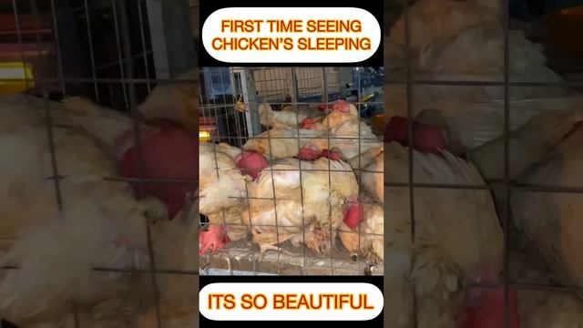 My first time  seeing Chickens ? sleeping  ?