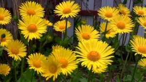 Дороникум - весеннее солнышко. (Жёлтая ромашка)  Дачные картинки 2022.