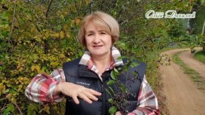 Рецепт волшебного сиропа из черноплодки