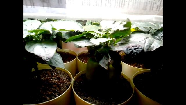 Выращивание сладкого перца под лампой. смотреть онлайн