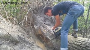 В поисках красивой текстуры корня дуба