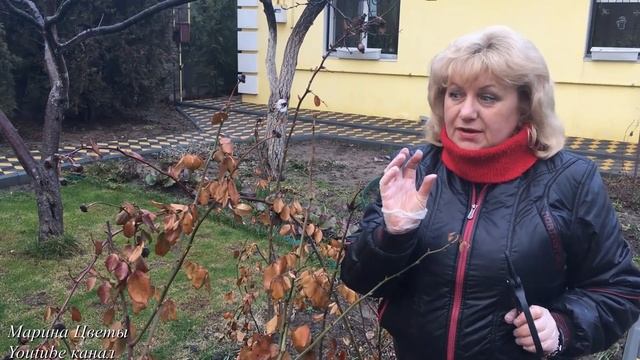 Как отличить чайно - гибридную розу от флорибунды ?