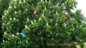 Каштан конский (aesculus hippocastanum) ? каштан обзор: как сажать саженцы, крупномеры каштана