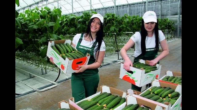 В Кабардино-Балкарии началось строительство огромного тепличного комплекса