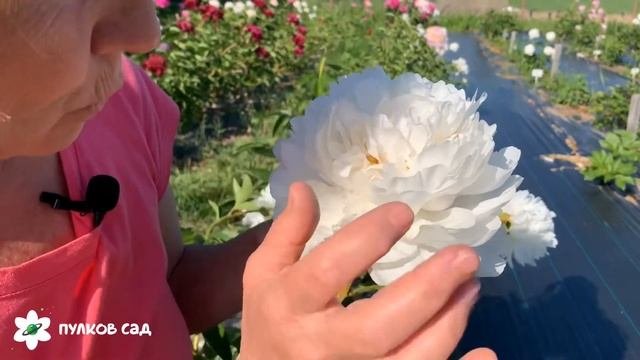 Class Act Peony. Класс акт пион. Пулков сад