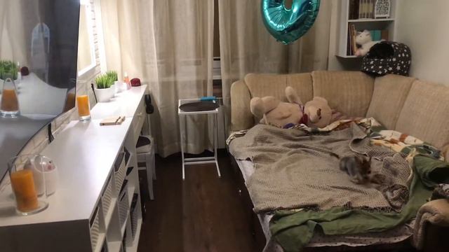 мой маленький йорк смотреть онлайн