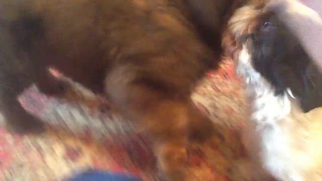 Тибетский мастиф и Лиза смотреть онлайн