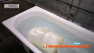 Вешенка ШОК! Реанимация блоков летом, замачивание
