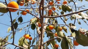 Особенности выращивания хурмы. Финиш за 7 летний труд. (Октябрь 2021)