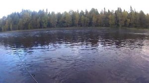 Россия, Карелия, река Лужма, ЛососЬ.