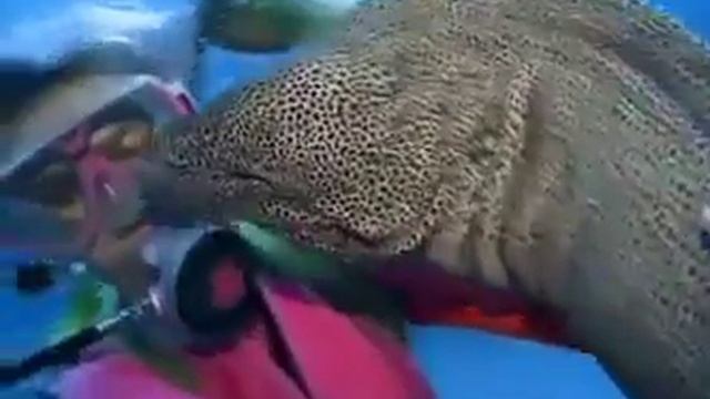 Мурена ласковый хищник смотреть онлайн