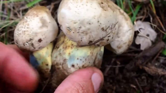 Bolet radicant (Caloboletus radicans) un des premiers bolets de l'année смотреть онлайн