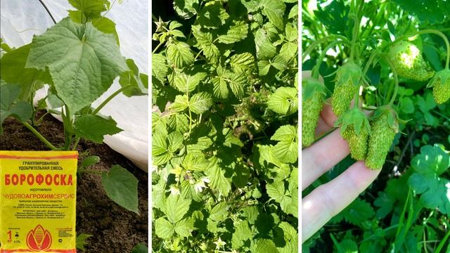 ЛУЧШАЯ УНИВЕРСАЛЬНАЯ ПОДКОРМКА (удобрение) для садовых растений и цветов!